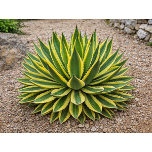 Agáva hrebeňovitá (Agave Lophantha) ´QUADRICOLOR´  - výška 20-30 cm, Ø 40-50 cm, kont. C50L (-6°C)